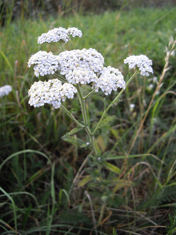 Achillea millefolium